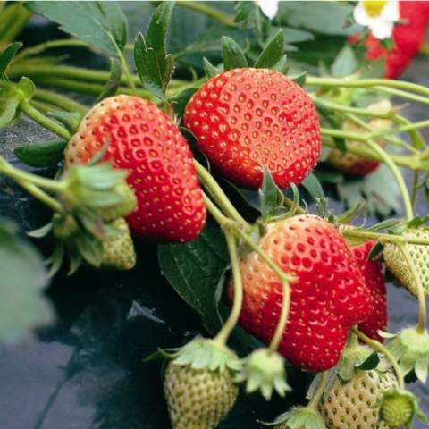 Strawberry Crown