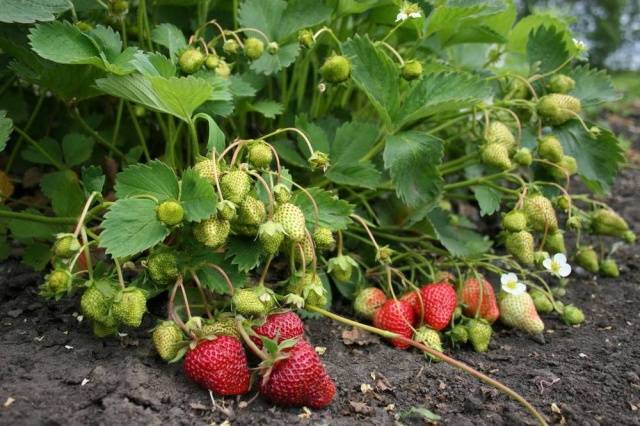 Strawberry Crown