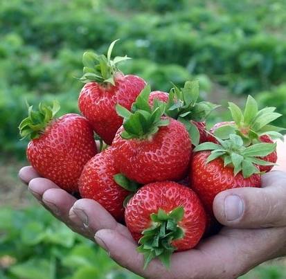 Strawberry Crown