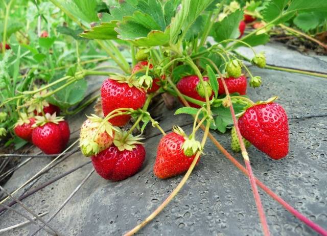 Strawberry Crown