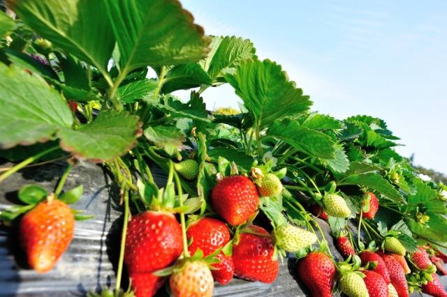 Strawberry Crown