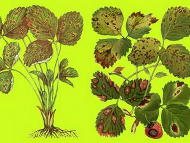 Strawberry diseases: photo, description and treatment