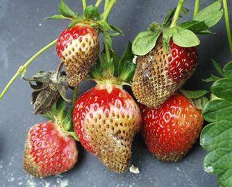 Strawberry diseases: photo, description and treatment