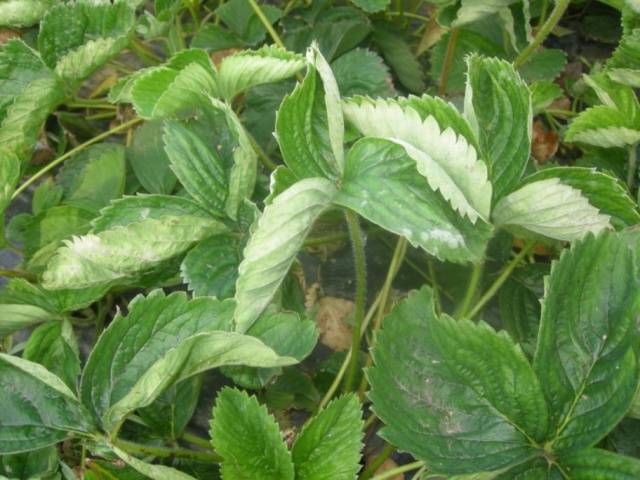 Strawberry diseases: photo, description and treatment