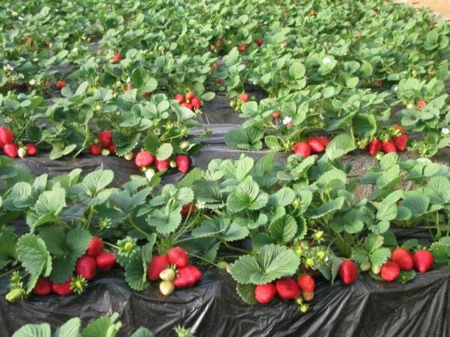 Strawberry diseases: photo, description and treatment