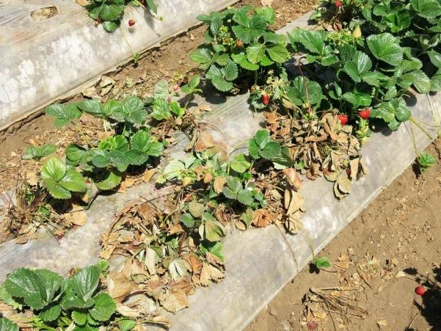 Strawberry diseases: photo, description and treatment