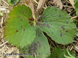 Strawberry diseases: photo, description and treatment