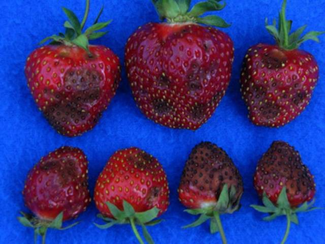 Strawberry diseases: photo, description and treatment