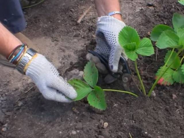 Strawberry diseases: photo, description and treatment