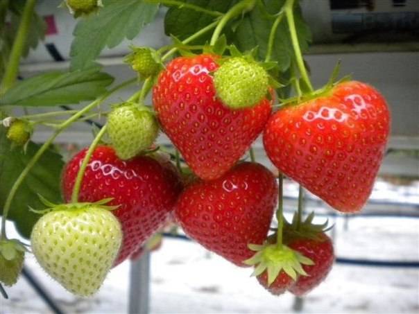 Strawberry diseases: photo, description and treatment