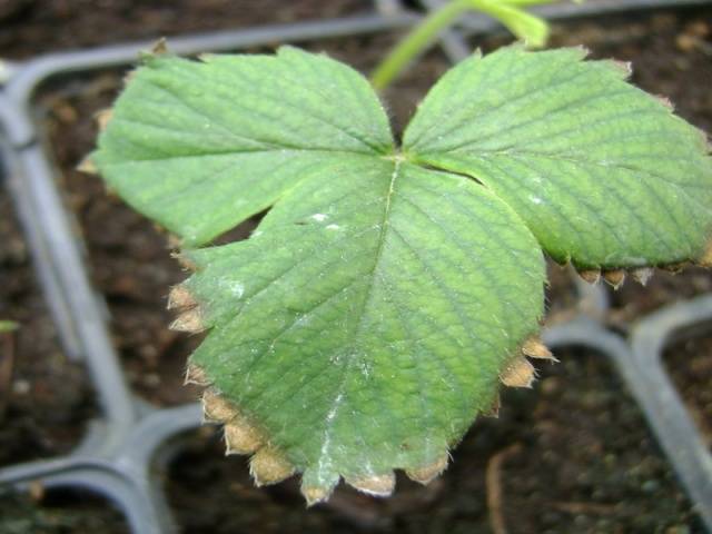 Strawberry diseases: photo, description and treatment