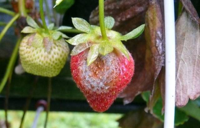 Strawberry diseases: photo, description and treatment