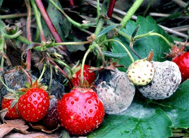 Strawberry diseases: photo, description and treatment