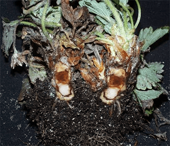 Strawberry diseases: photo, description and treatment