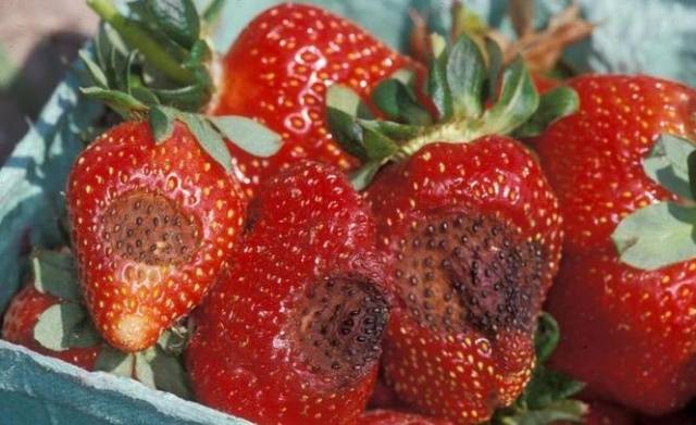 Strawberry diseases: photo, description and treatment