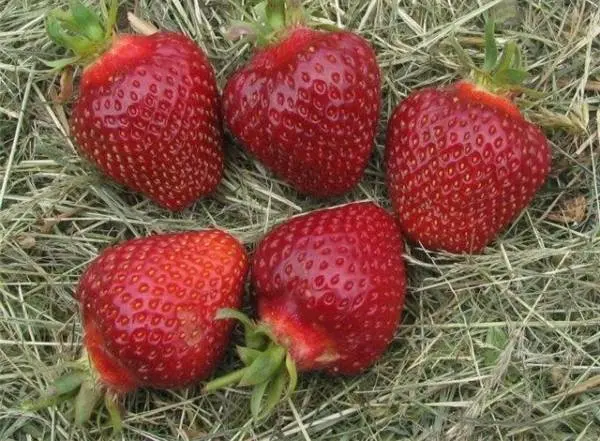 Strawberry Dukat