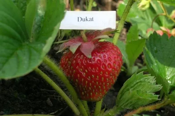 Strawberry Dukat