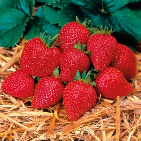 Strawberry Eliane