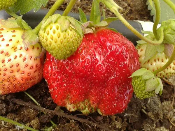 Strawberry Elizabeth 2: selection, region of growth, description, pros and cons of the variety + care for garden strawberries