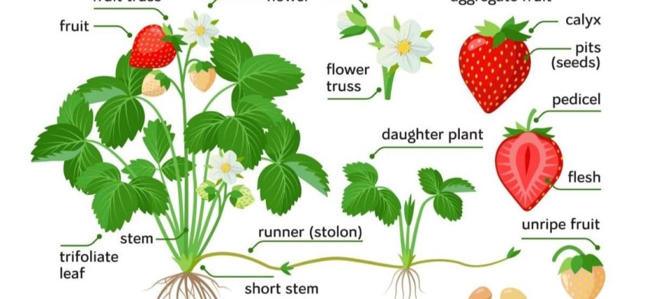 Strawberry Elizabeth 2: selection, region of growth, description, pros and cons of the variety + care for garden strawberries