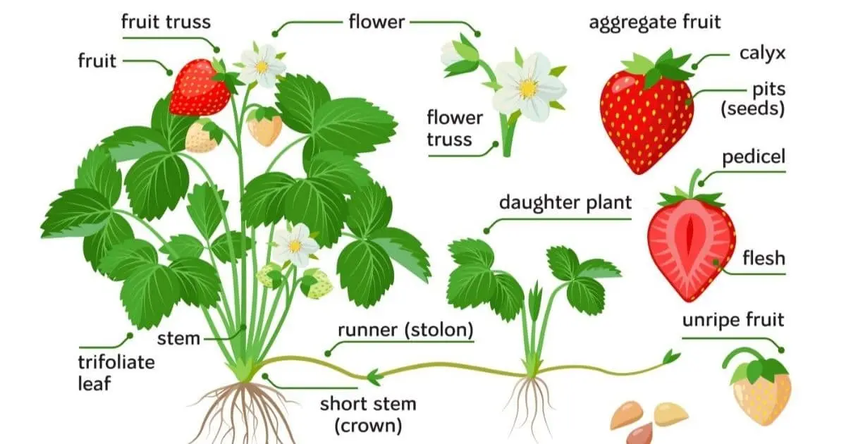 Strawberry Elizabeth 2: selection, region of growth, description, pros and cons of the variety + care for garden strawberries