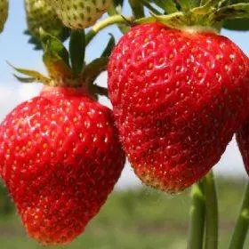 Strawberry Festival Chamomile