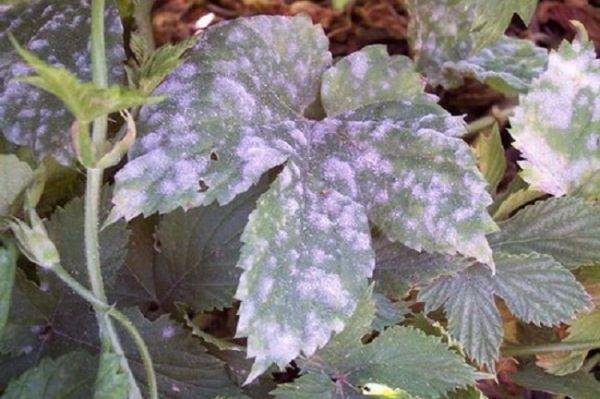 Strawberry Festival Chamomile