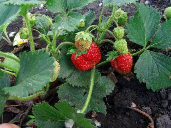 Strawberry Festival Chamomile