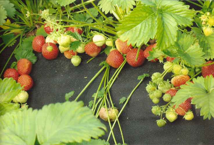 Strawberry Festival: description and characteristics of the variety