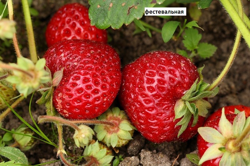 Strawberry Festival: description and characteristics of the variety