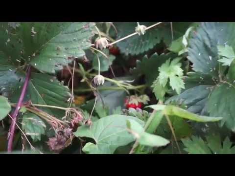 Strawberry Festival: description and characteristics of the variety