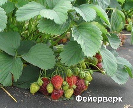 Strawberry Fireworks