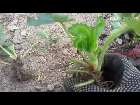 Strawberry Fireworks