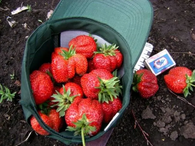 Strawberry First Grader