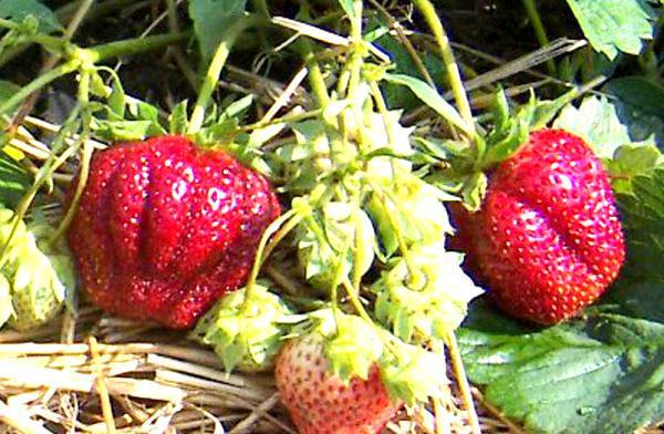 Strawberry First Grader