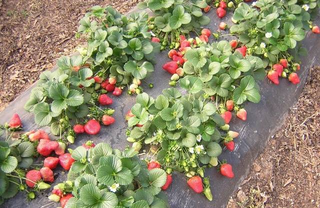 Strawberry First Grader