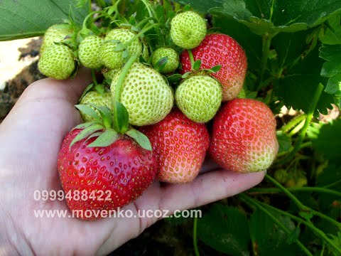 strawberry florence