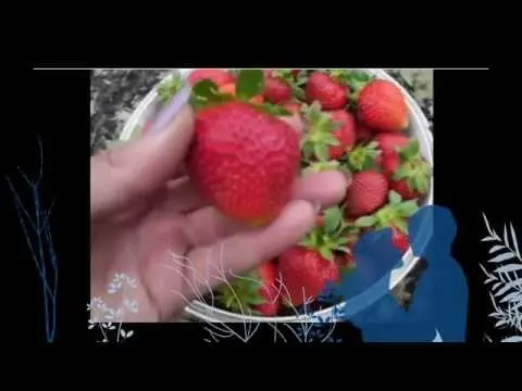 Strawberry Galya Chiv