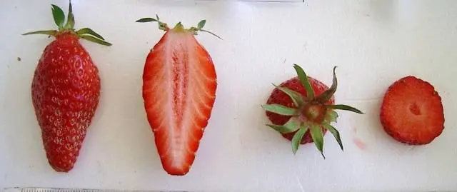 Strawberry Gariguetta