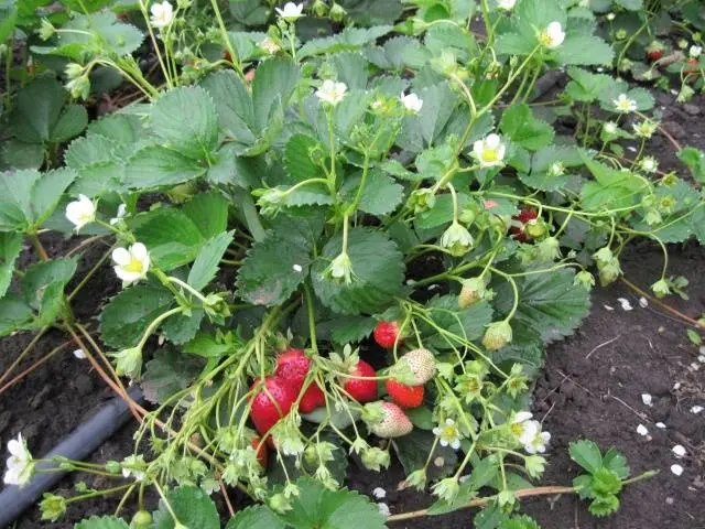 Strawberry Gariguetta