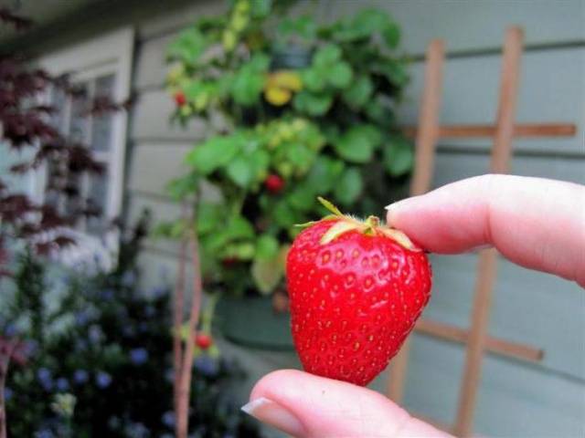 strawberry garland