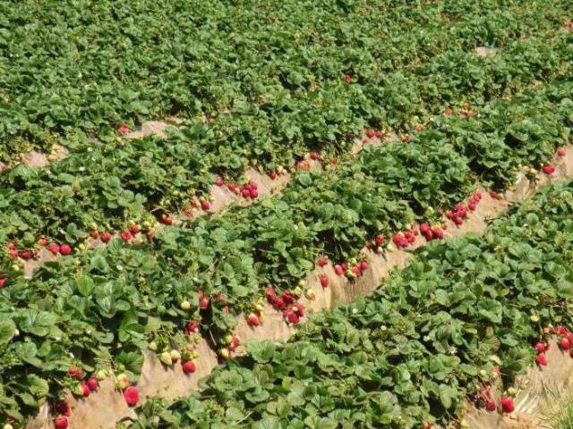 strawberry garland