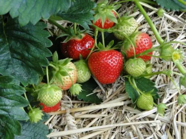 strawberry garland