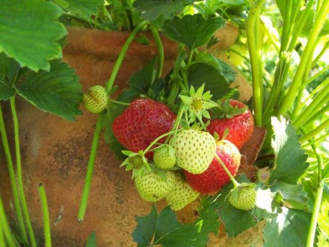 strawberry garland