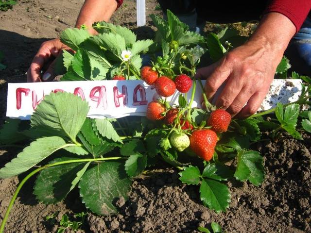 strawberry garland