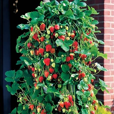 strawberry garland