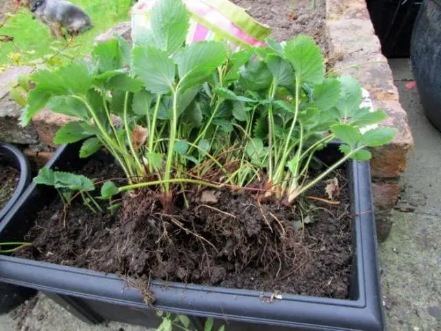 strawberry garland