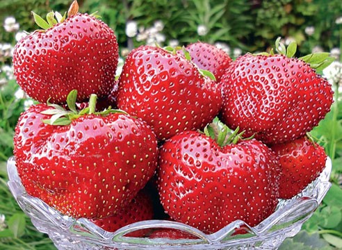 Strawberry Gigantella - an amazing variety of large berries