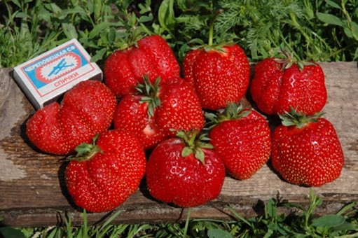 Strawberry Gigantella - an amazing variety of large berries