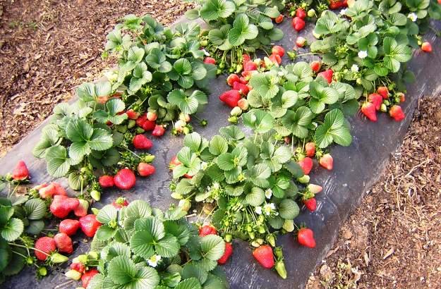 Strawberry Gigantella - an amazing variety of large berries